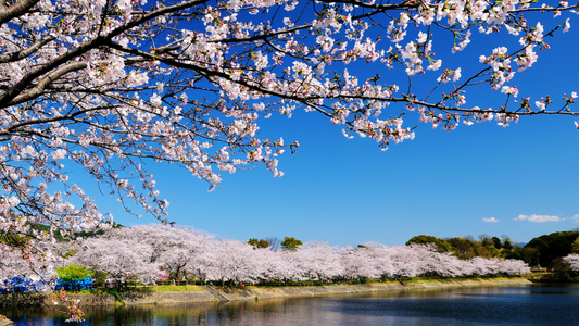 Japan’s Cherry Blossom Tradition & Culture